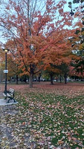 Read more about the article Fall Colours:  Fall colours are truly a remarkable sight! The vibrant hues of Orange, red, yellow, and brown are inspired by the changing leaves as temperatures drop and daylight shortens.