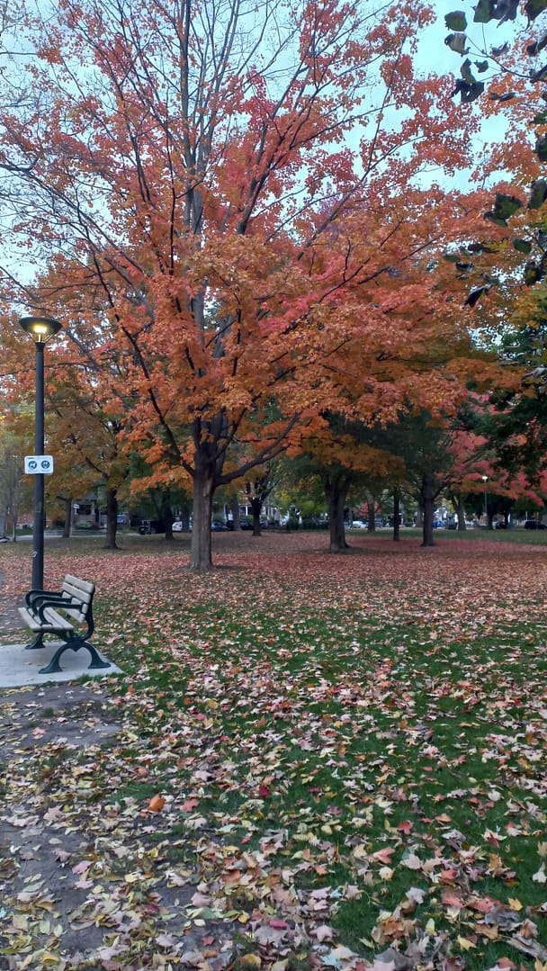 You are currently viewing Fall Colours:  Fall colours are truly a remarkable sight! The vibrant hues of Orange, red, yellow, and brown are inspired by the changing leaves as temperatures drop and daylight shortens.